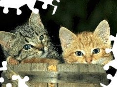 Koty, Beczka