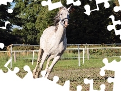 Padok, Siwa, Koń, Galop, Klacz