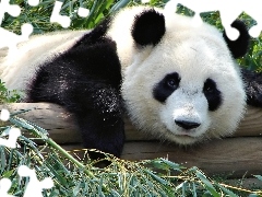 Belki, Drewniane, Miś, Panda