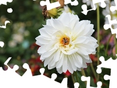 Dalia, Biała
