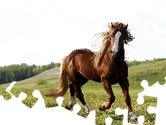 Łąka, Kłus, Koń