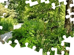 Drzewo, Rośliny, Park, Alejka