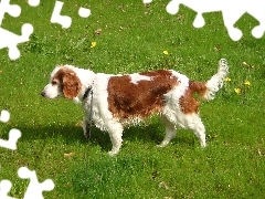 trawa, soczysta, duży, Springer spaniel walijski