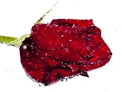 Rosy, Krople, Czerwona, Róża