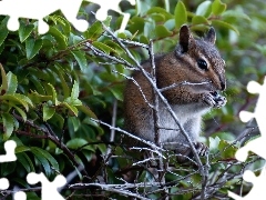 Drzewa, Chipmunk, Gałązki