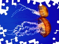 Parzydełka, Meduzy