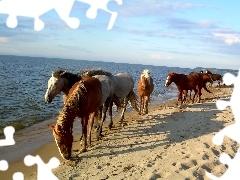 Piasek, Morze, Konie, Plaża