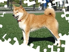 trawa, Shiba inu, piękny, duży