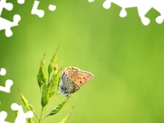 Roślina, Motyl