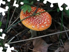 Muchomor, Jesień, Grzyb