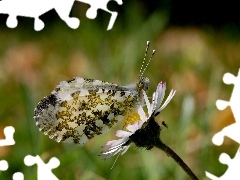 Kwiatek, Motyl