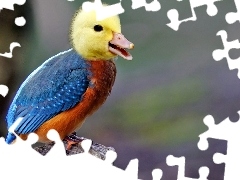 Ptak, Kaczko