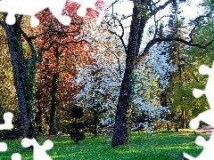 Drzewa, Park