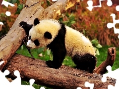 Panda, Kłody, Mała