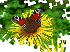Rusałka, Kolorowy, Motyl, Żółte, Pawik, Kwiaty