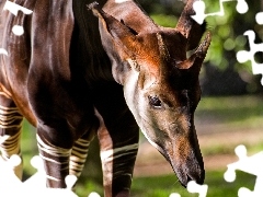 Okapi