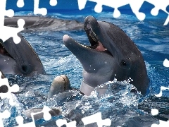 Woda, Delfiny