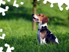 Obroża, Trawa, Beagle