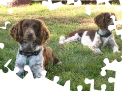 leżące, Springer spaniel angielski, dwa