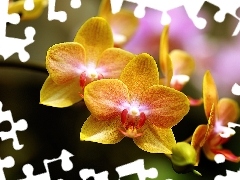 Żółte, Kwiaty, Orchidea