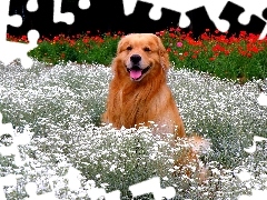 Kwiatki, Retriever, Pies, Golden