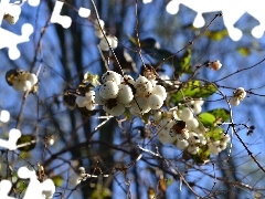 Owocniki, Śnieguliczka