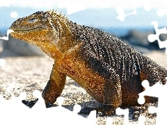 Komodo, Waran