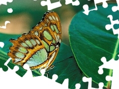 liść, Motyl