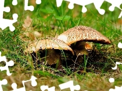Trawa, Liście, Grzyby