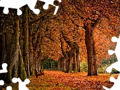 Jesień, Liście, Park