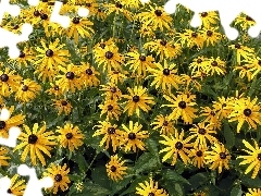 Żółte, Kwiaty, Rudbekia