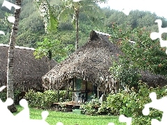 Zieleń, Palmy, Moorea, Hibiscus