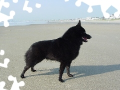 plaża, Schipperke
