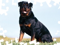 Rottweiler, Dorosły