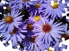 Ogrodowe , Aster, Kwiaty
