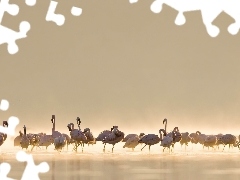 Flamingów, Woda, Stado