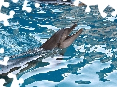 Basen, Delfin