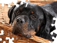Posłanie, Rottweiler
