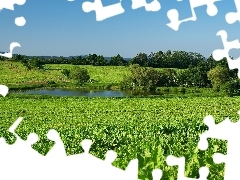 Łąka, Drzewa, Staw