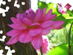 Georginia