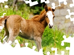 Źrebak