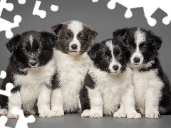 Border Collie, Szczeniaczki