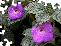 Achimenes