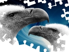 Sępy, Dwa