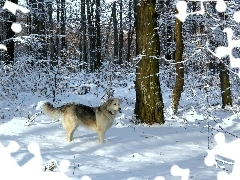 Zima, Lesie, Piesek, W