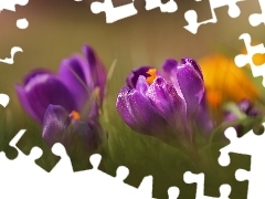 Wiosna, Kwiat, Fioletowy, Krokus