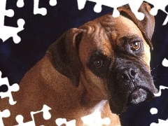 Bullmastiff, morda