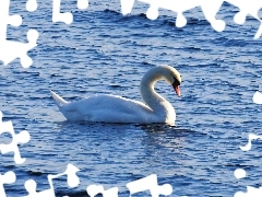Niebieska, Woda, Łabędź