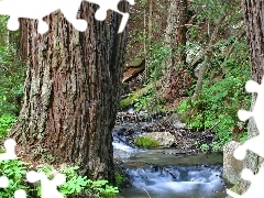 Strumyk, Kamienie, Drzewa, Gałęzie