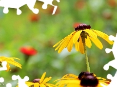 Kwiaty, Rudbekia, Żółte